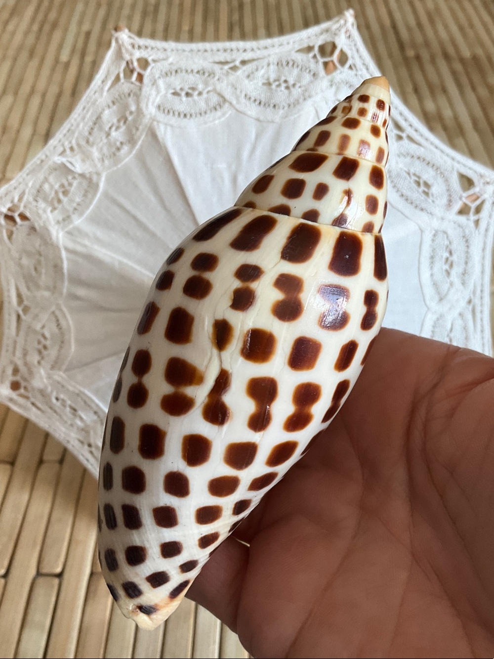 RARE 🤩 Scaphella junonia (volute) Sea Shell